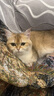 Orijen渴望猫粮 红肉高能无谷 成猫幼猫干粮全价通用进口1.8kg效期25/7 实拍图