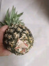 广东香水菠萝新鲜水果徐闻菠萝当季孕妇菠萝非凤梨整箱包邮 1粒装 单果1.3-1.5斤 实拍图
