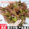 农大姐妹香椿 香椿芽新鲜露天香椿芽叶 山东露天红油香椿  季节原因偏绿 现摘嫩芽1斤（（顺丰冷链） 实拍图