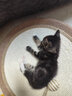 疯狂的主人剑麻猫抓板猫窝猫咪玩具耐磨不掉屑耐抓麻绳一体猫爪板猫咪用品 实拍图