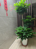 爱优尚幸福树盆栽客厅室内大型绿植办公室乔迁新家绿宝净化空气源头直发 实拍图