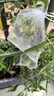 yuanyiba水果套袋防乌防虫专用网袋桃子番茄番石榴苹果梨子芒果柿子保护袋 实拍图
