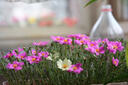 适马（SIGMA）56mm F1.4 DC DN｜Contemporary 半画幅 大光圈定焦镜头 人像肖像特写（富士X卡口镜头） 实拍图