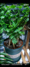 【雅之典】重瓣茉莉花盆栽室内观花植物四季好养带花苞开花不断绿植 茉莉花6年苗【特大号螺纹盆】 好养活 实拍图