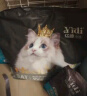 亿迪 猫粮幼猫1-4月12月全价奶糕蓝猫英短美短小猫专用离乳期3斤 实拍图