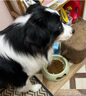 伯纳天纯狗粮生鲜鸭肉&梨0谷物冻干成犬幼犬通用犬粮拉布拉多12kg/24斤 实拍图