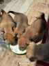 普安特宠物狗狗驱虫药体外驱虫滴幼犬驱寄生虫跳蚤非泼罗尼爱滴克 实拍图