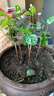 茉莉花苗盆栽带花苞九里香老桩花卉植物室内浓香四季开花好养 大份茉莉花【4-6颗】花苞饱满 实拍图