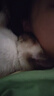 Orijen渴望猫粮 幼猫干粮 全价通用低敏无谷高蛋白进口1.8kg效期26/4 实拍图