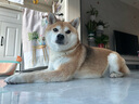 比乐原味鲜冻干小型成犬狗粮10kg全价低敏无谷泰迪比熊柯基博美20斤 实拍图