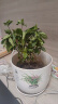 意轩 【带花苞】阳台室内盆栽花卉栀子花树苗大叶绿植四季开花枝子花 2年苗【带花苞】 不含盆 实拍图