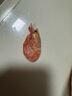 美加佳熟冻北极甜虾腹籽净重3斤 90/120规格  海鲜水产 熟冻甜虾 实拍图
