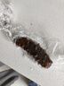 参王朝 大连底播淡干海参干货辽刺参海鲜水产礼盒 7A 实惠装9年 150g*1盒 15-21头 实拍图
