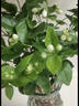 临雅茉莉花水培植物盆栽办公室内桌面好养懒人鲜花绿植九里香水养花卉 茉莉花1盆7-8株-带根款 实拍图