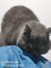 Orijen渴望猫粮 成猫幼猫干粮 六种鱼肉无谷全价通用进口5.4kg效期26/5 实拍图
