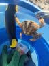花沃里赶海夹子52cm弯口 赶海工具黄鳝夹防错位螃蟹夹泥鳅夹钳子垃圾夹 实拍图