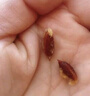 好想你树上粮仓一级免洗灰枣1000g礼盒装免洗即食红枣超值量贩装 实拍图