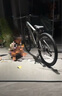 凤凰上海凤凰山地车自行车男士女式学生成人变速宽胎越野公路赛单车 【钢架/全套竞速轴承】条轮消灰 26寸27速【建议身高158-188cm】 实拍图