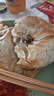 俏侬 牛肉酥皮馅饼1.15kg10片 手抓饼煎饼牛肉饼 学生早餐健康 实拍图