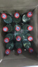 牛栏山 陈酿 白牛二 牛白瓶 浓香风格 42度 500ml*12瓶 整箱装 实拍图