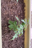 幸悦营养土养花土种菜绿萝多肉肥料通用型盆栽花卉有机种植土壤 蚯蚓粪10斤 实拍图