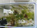 疯狂水草赛级绿宫廷鱼缸造景观植物造景鱼缸水培植物专用水草源头直发包邮 实拍图