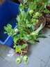 特大果高产蓝莓苗带土发货蓝莓树苗南方北方种植盆栽地栽当年结果 5年苗（当年结果多） 40cm(含)-50cm(不含) 实拍图