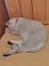 速诺猫咪阿莫西林克拉维酸钾狗狗感冒宠物消炎药猫鼻支皮肤病感染 250mg*10片拆售 实拍图