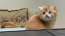 倍酷幼猫适用 营养速补帮助成长怀孕新生猫咪专用宠物羊奶粉 340g 实拍图