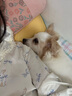 皇家狗粮 老年犬狗粮 犬粮 宠物小型犬SPR27全价犬粮≥8岁2KG 实拍图