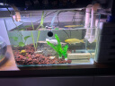 森森 小鲤鱼缸水泵小型潜水泵过滤泵抽水泵XQP-1000 15W  实拍图