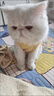猫咪衣服狗狗衣服小型犬夏薄款宠物衣服可牵引泰迪比熊衣服猫衣服 【黄油小熊】-透气华夫格 M /适合5-7斤 立体刺绣/可戴牵引绳 实拍图