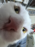 皇家成猫猫粮 营养均衡 F32 通用粮 1-7岁 4.5KG 实拍图