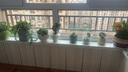 绿有意绿植盆栽多肉花卉盆栽植物室内桌面水培绿植办公室客厅植物懒人 办公优先】发财树+文竹 实拍图