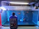 亚甲基蓝鱼药水族箱鱼缸消毒杀菌观赏鱼锦鲤白点烂身烂尾专用鱼药 200ml/瓶【5瓶】送量杯 实拍图