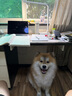 杰士邦 避孕套超薄 安全套 零感隐形裸入数字薄情趣超润滑玻尿酸套套 【比超薄更薄】纯零感超薄12只+敢做敢爱6只 实拍图