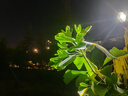 莱尔诗丹（Larsd）直饮水龙头 纯净水龙头 净水器龙头4分/2分 304不锈钢龙头LD803  实拍图