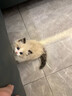 【纯种】布偶猫仙女猫海双蓝双山双长毛猫蓝眼睛小猫咪幼崽猫活体 宠物级 【更多幼猫】联系客服挑选 公 实拍图