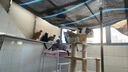 伯纳天纯经典系列通用蓝猫金渐层美短成猫猫粮毛球管理10kg/20斤 实拍图