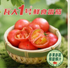 京鲜生＆瓦大1号鲜食番茄 净重900g单果45g+ 自然熟 水果西红柿源头直发 实拍图