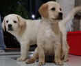 靓贝狗粮 高能营养 全价犬粮 20kg40斤 通用犬粮 成犬20kg40斤 实拍图
