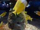 梵迪拉（F.DYRAA）儿童泳衣女童连体公主裙可爱女孩泡温泉幼儿宝宝游泳32643黑色M 实拍图