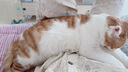 伟嘉猫粮老年猫粮老龄猫1.3kg海洋鱼味夹心粮全价粮 实拍图