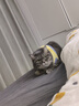 VetWiz新西兰进口辅酶Q10猫咪狗狗宠物专用保护心脏肥大护心猫狗通用 2瓶改善装【养心护心】 进口辅酶Q10【养护心脏】 实拍图