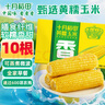 十月稻田 黄糯玉米4.4斤(220g*10根)  东北糯玉米 低脂礼盒 早餐杂粮 实拍图