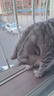 木瑾瑜猫砂除臭20斤装50斤10kg膨润土大颗粒低尘活性炭砂猫沙用品 原味猫砂【实惠】 40斤装【共4包】 实拍图