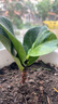 重瓣茉莉花盆栽浓香型南方四季开花带盆驱蚊绿植花卉室内阳台庭院 茉莉5~6棵带花苞发货【不含盆】 实拍图