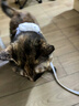 憨憨乐园猫咪牵引绳可调节遛猫绳子可爱幼猫外出专用胸背小型犬宠物用品m 实拍图