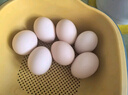 京鲜生 无抗保洁鲜鸡蛋30枚/盒 健康轻食 礼盒送礼 1.5kg/盒 源头直发 实拍图