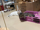 醇粹黑标生骨肉冻干猫粮 全价无谷鸡肉成猫幼猫通用粮5kg 实拍图
